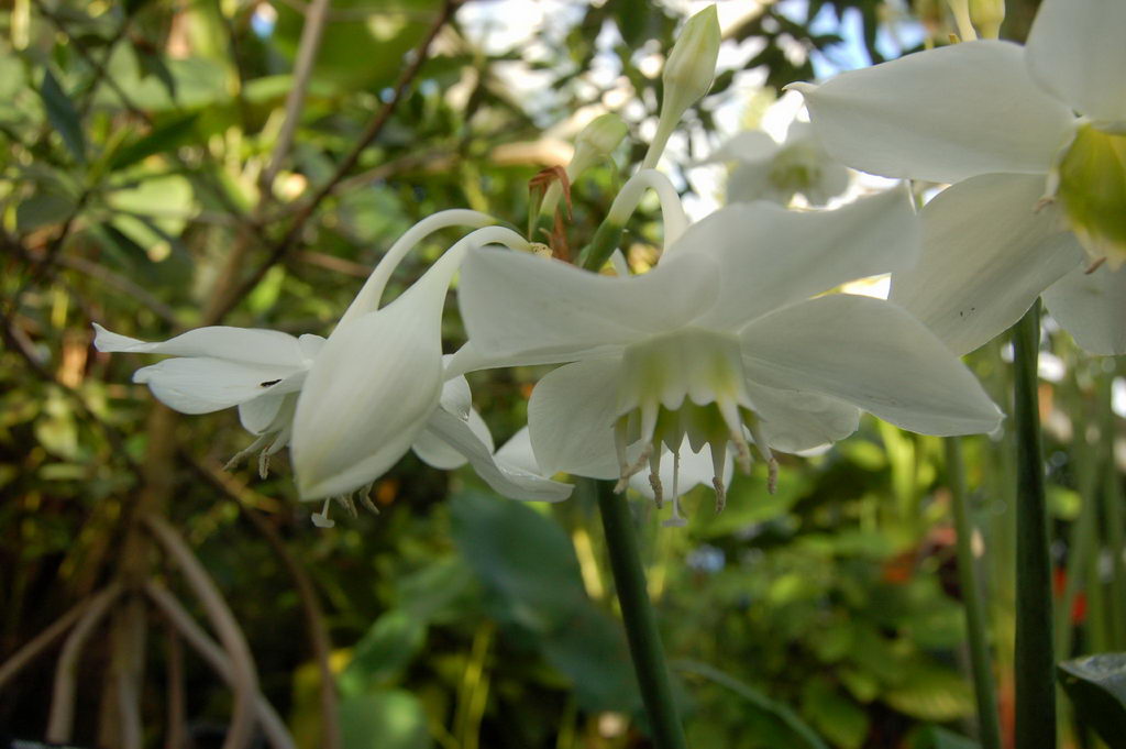 لیلی آمازونی